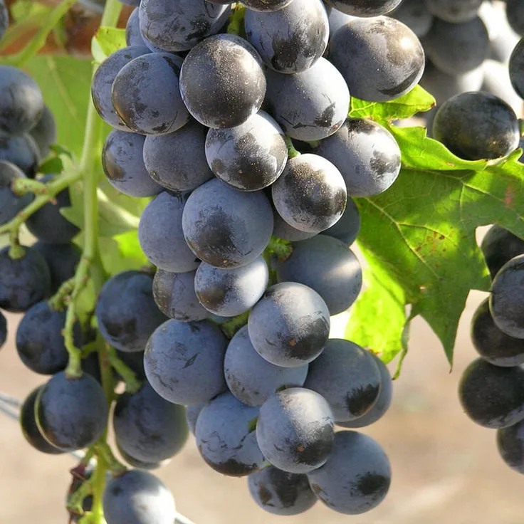 KÖLLES BESTE! Tafeltraube Muscat Bleu