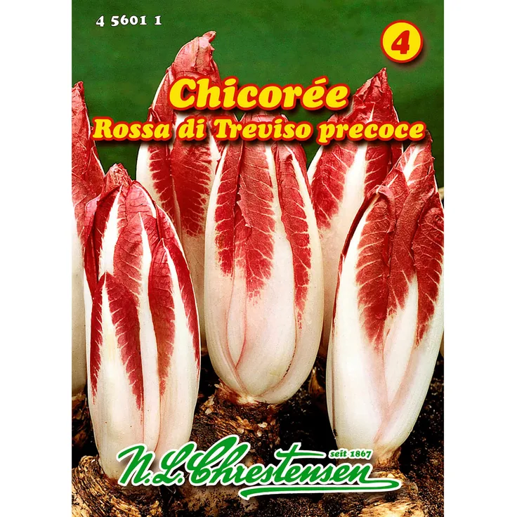 N.L. Chrestensen Chicorée, Rossa di Treviso precoce