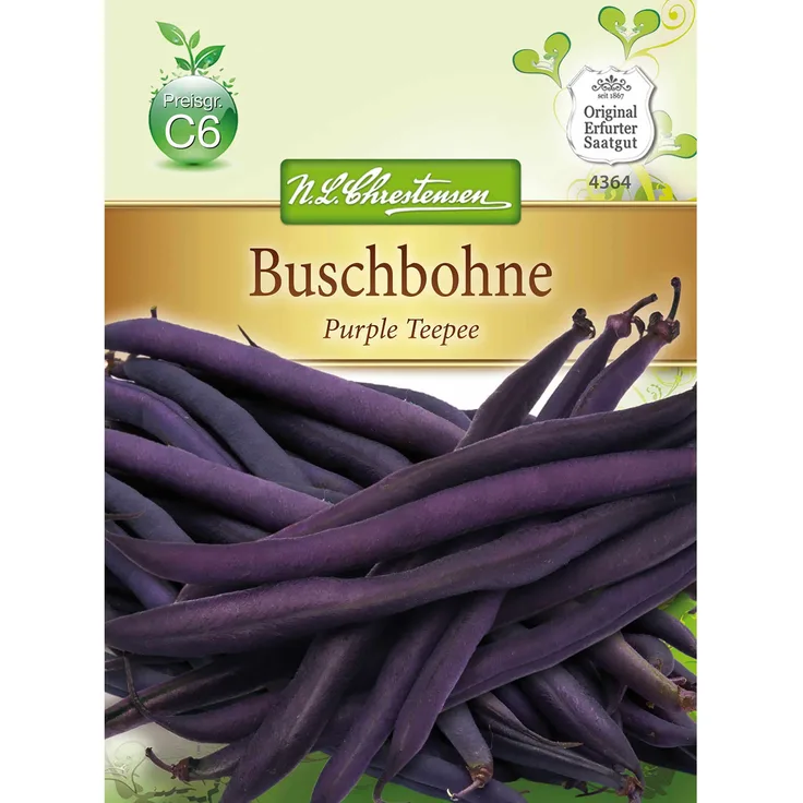 N.L. Chrestensen Buschbohnen Purple Teepee, Gluckentyp