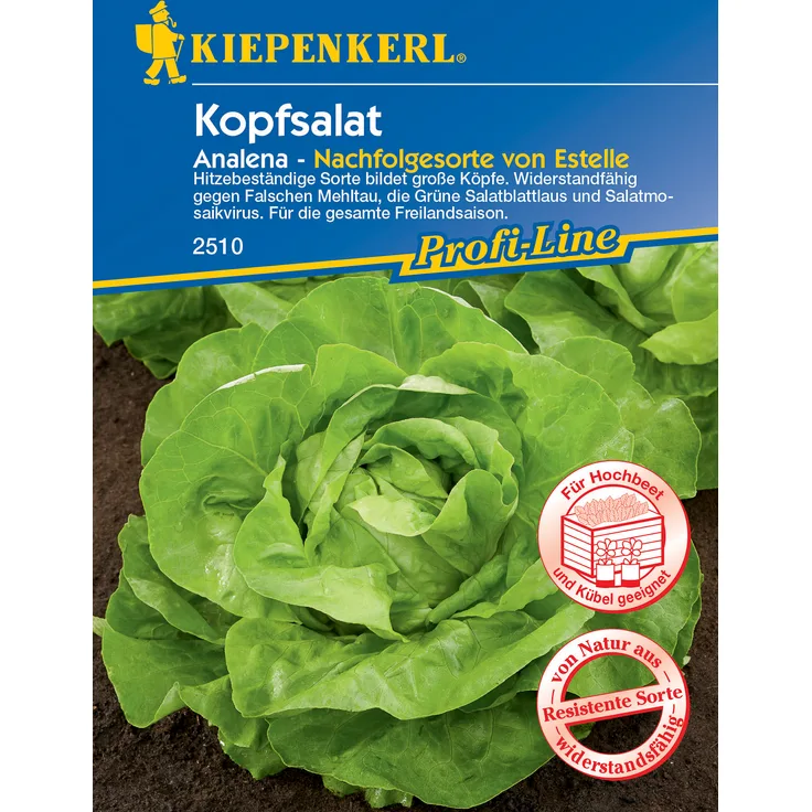 Kiepenkerl Kopfsalat Analena, hitzebeständige Sorte bildet große Köpfe, widerstandfähig gegen falschen Mehltau
