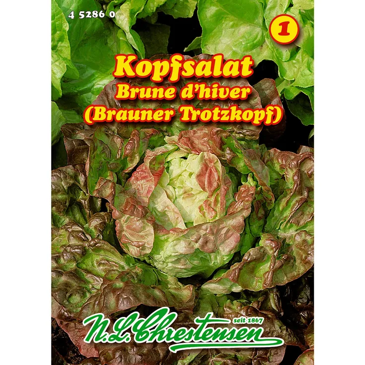 N.L. Chrestensen Kopfsalat, Bruned ´hiver (Brauner Trotzkopf)
