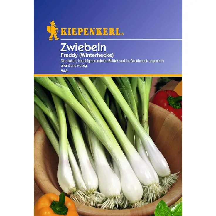 Kiepenkerl Zwiebeln Freddy Winterhecke