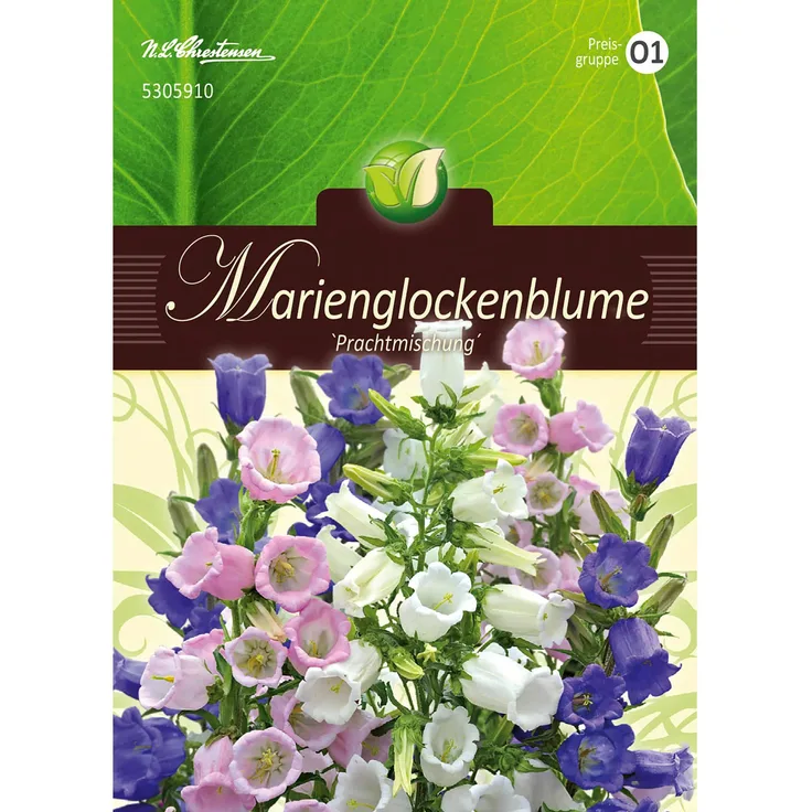 N.L. Chrestensen Campanula medium, Marienglockenblumen, Mg.