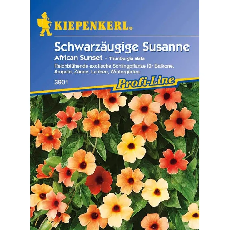 Kiepenkerl Thunbergia alata Schwarzäugige Susanne African Sunset gelb-rot