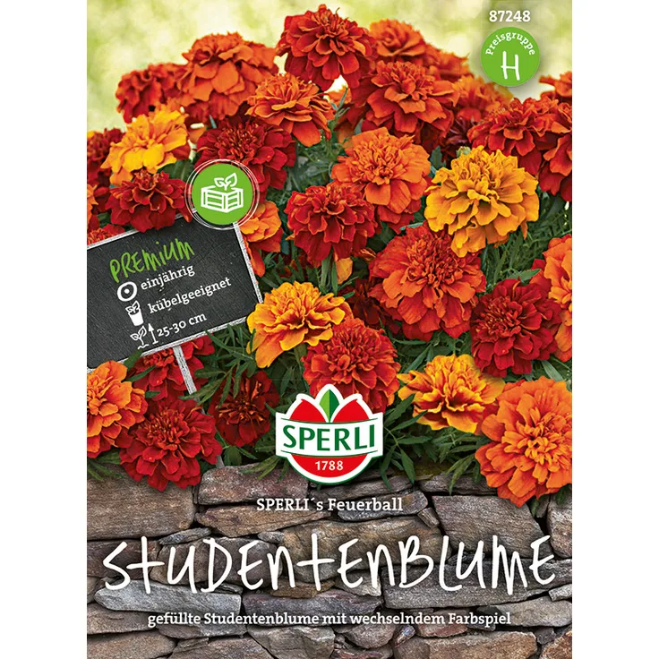 Sperli Tagetes Sperli's Feuerball Studentenblume