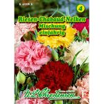 N.L. Chrestensen Dianthus, Riesen-Chabaud-Nelken, Mischung