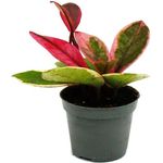 Exotenherz Hoya Flaming Dream, rotblättrige Porzellanblume im 6,5cm Topf, robuste Zimmerpflanze