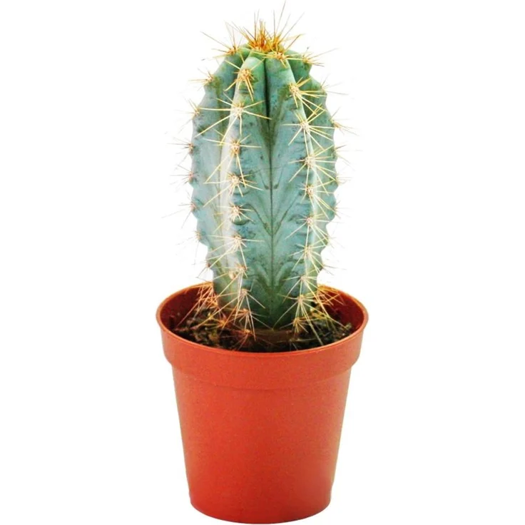 Exotenherz Pilosocereus Azureus, Blauer Säulenkaktus im 8,5cm Topf, mittelgroß, ca. 12-18 cm hoch – Bild 1