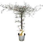 Exotenherz Corokia Cotoneaster Zickzackstrauch Schnurbaum, dekorative Zimmerpflanze mit silbernem Blattwerk, Topfgröße ca. 12cm, Gesamthöhe ca. 40-50cm