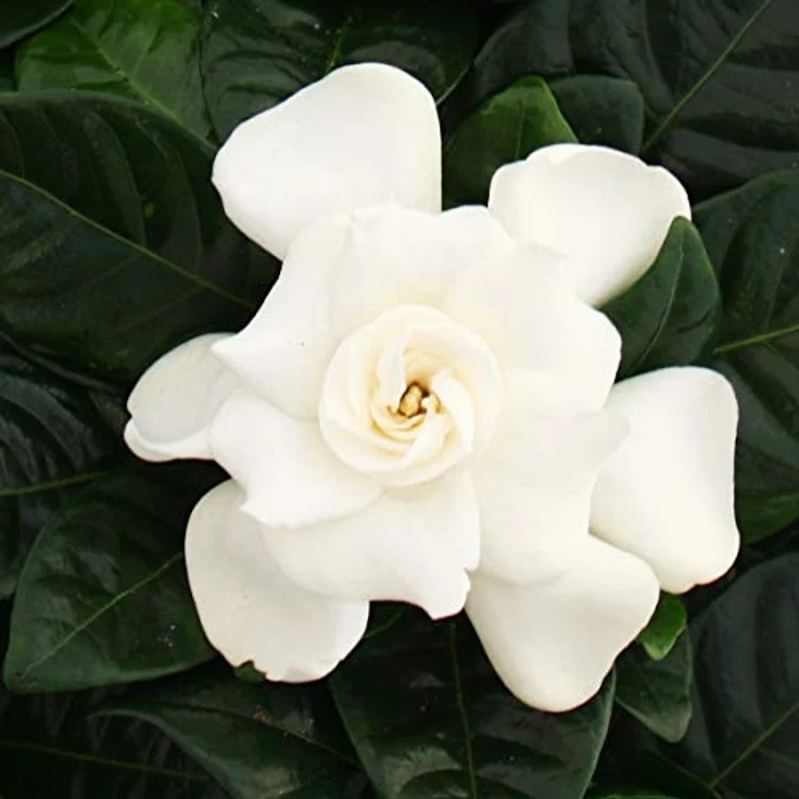Exotenherz Gardenie, Duftende Blütenpflanze mit cremeweißen Blüten, 12cm Topf, ca. 20-25cm hoch – Bild 3