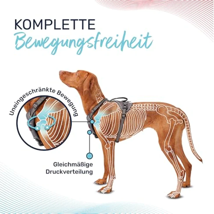 Company of Animals HALTI Anatomy Hundegeschirr mit Griff – 3 Leinenverbindungspunkte, verstellbar, Neoprenpolsterung, reflektierend, Größe M, Grau – Bild 2