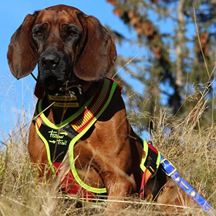 Niggeloh Hundeführgeschirr Follow Trail (S, Hund, Hundesport), Signal Gelb/Rot, handgefertigt, dynamisch & elastisch – Bild 3