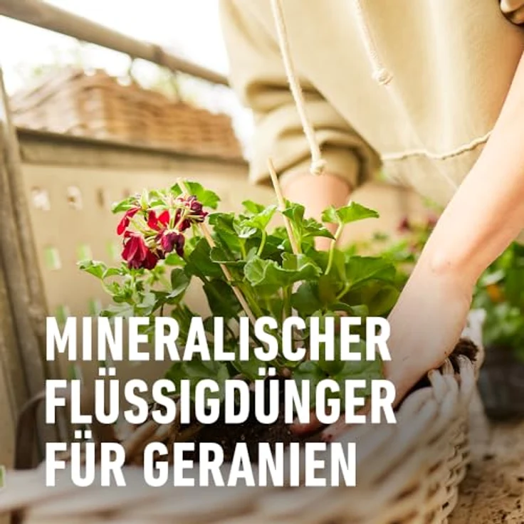 Compo Geraniendünger 1,3 Liter – Bild 4