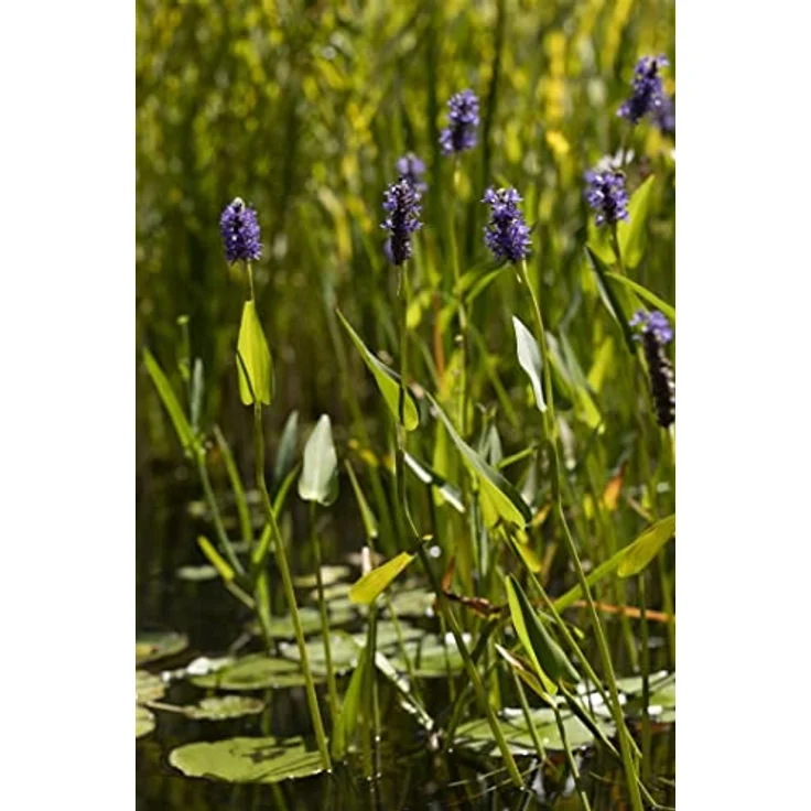PlantaPro Pontederia cordata, Winterhart & Pflegeleicht, Wasserpflanze mit blauen bis violetten Blüten für Teichrand & Flachwasser, 9x9 cm Topf – Bild 2