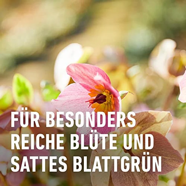Compo BIO Blumendünger 1,3 Liter – Bild 5