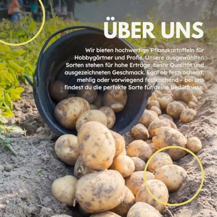 Samenshop24 Pflanzkartoffeln Linda 5 kg – Bild 8