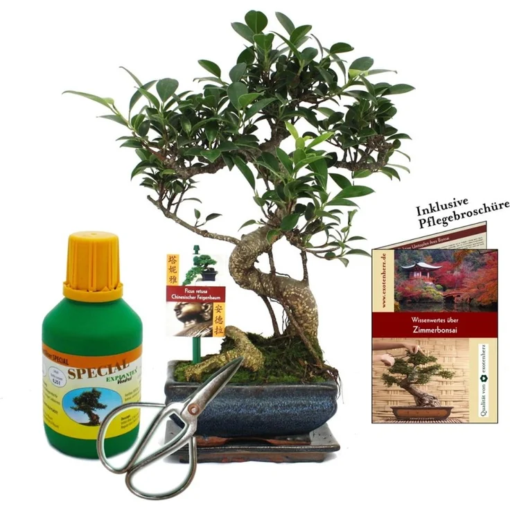 Exotenherz Bonsai Ficus retusa, Chinesischer Feigenbaum ca. 6 Jahre Alt im Geschenkset mit Untersetzer, Bonsai-Dünger, Schere und Pflegebroschüre – Bild 1
