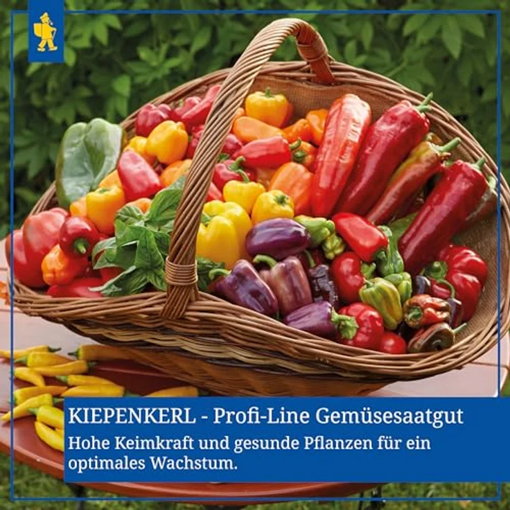 Petersilie (Aromapetersilie) Afrodite – Bild 6