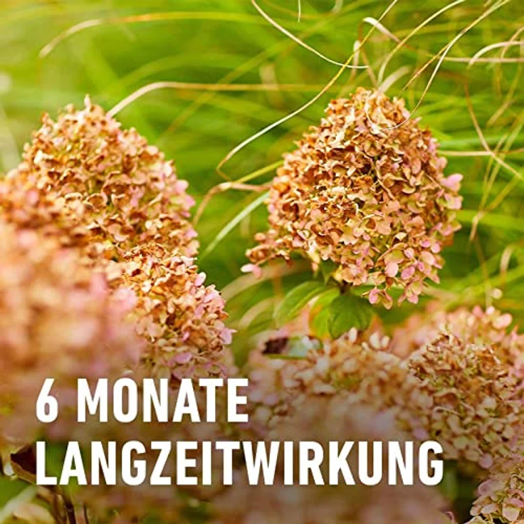 Compo Stauden Langzeit-Dünger neu, 2 kg – Bild 6