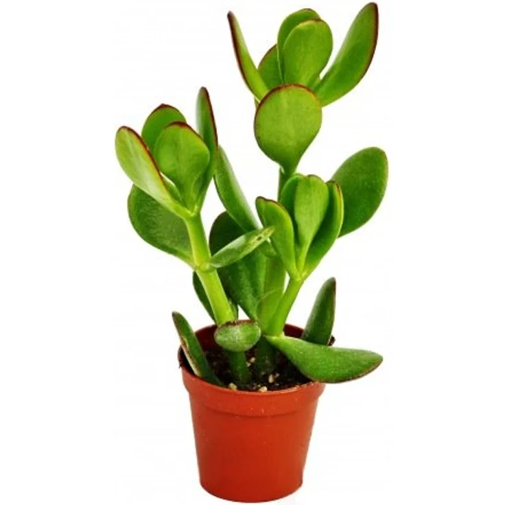 Exotenherz Crassula Portulacea Geldbaum, Zimmerpflanze im 5,5cm Topf, ca. 10-12cm hoch, pflegeleicht – Bild 2