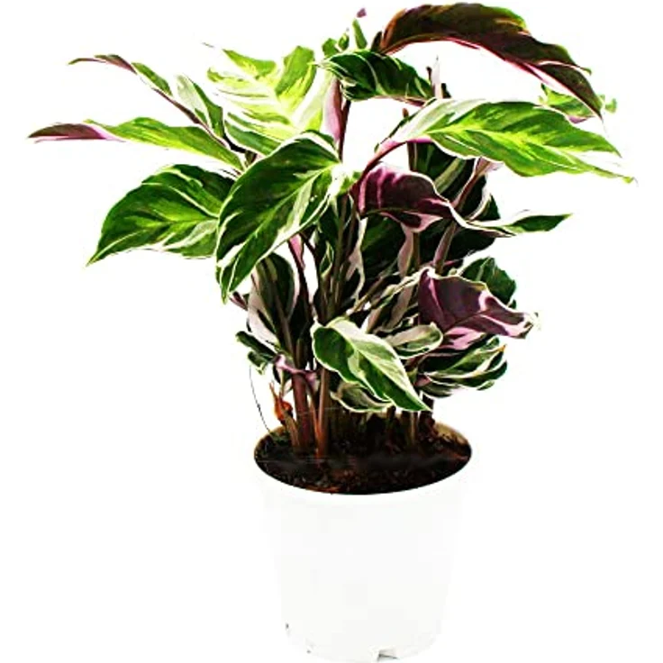 Exotenherz Calathea Fusion White, Schattenpflanze mit ausgefallenem Blattmuster, 14cm Topf, ca. 40cm hoch – Bild 2