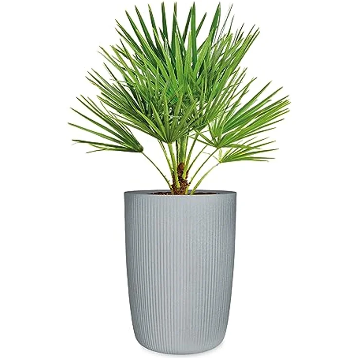 Scheurich Linetto High 54, Hochgefäß/Blumentopf/Pflanzkübel, rund, Farbe: Stony Grey, hergestellt mit recyceltem Kunststoff, 10 Jahre Garantie, für den Außenbereich – Bild 2
