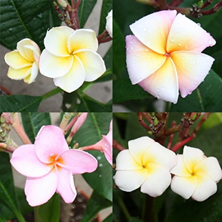 Exotenherz Hawaianischer Tempelbaum Plumeria, Zimmerpflanze mit Überraschungsblütenfarbe, Höhe ca. 40-50 cm, Topfgröße 17 cm – Bild 3