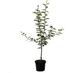 Apfel Golden Delicious Busch, im 10L-Container