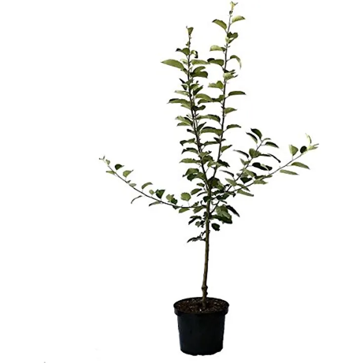 Apfel Golden Delicious Busch, im 10L-Container