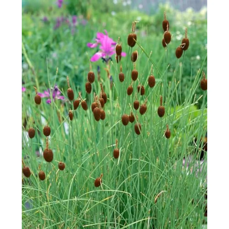 PlantaPro Typha minima, 9x9 cm Topf – Winterhart, Mehrjährig & Pflegeleicht – Zwergrohrkolben für Teichrand & Kübel – Bild 5