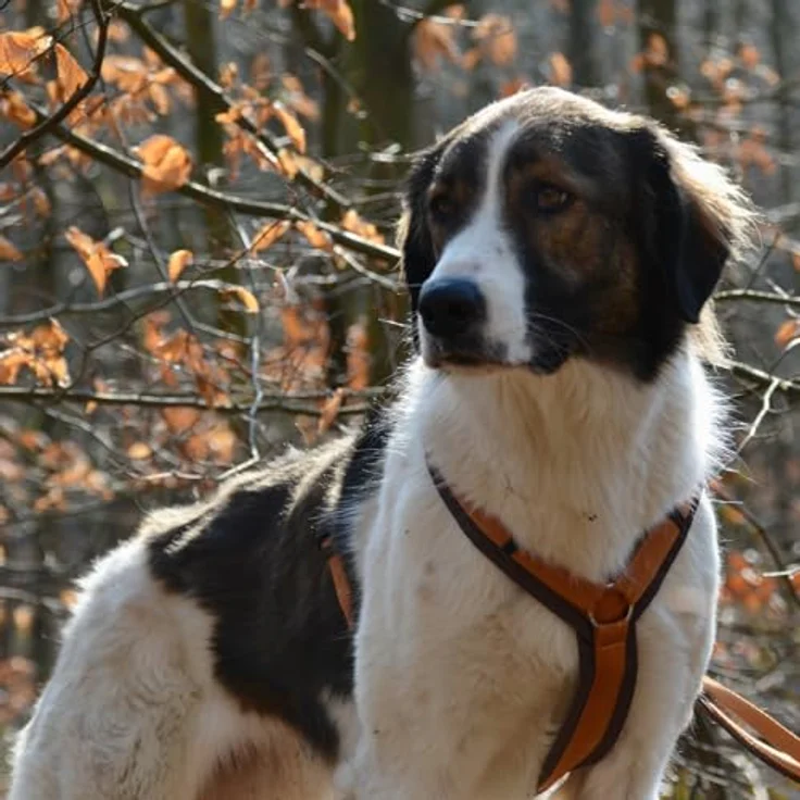 anny-x Anny·x Fun Hundegeschirr, Verstellbar, Farbe Braun-Bernstein, Weich gepolstert, Größe S – Bild 3
