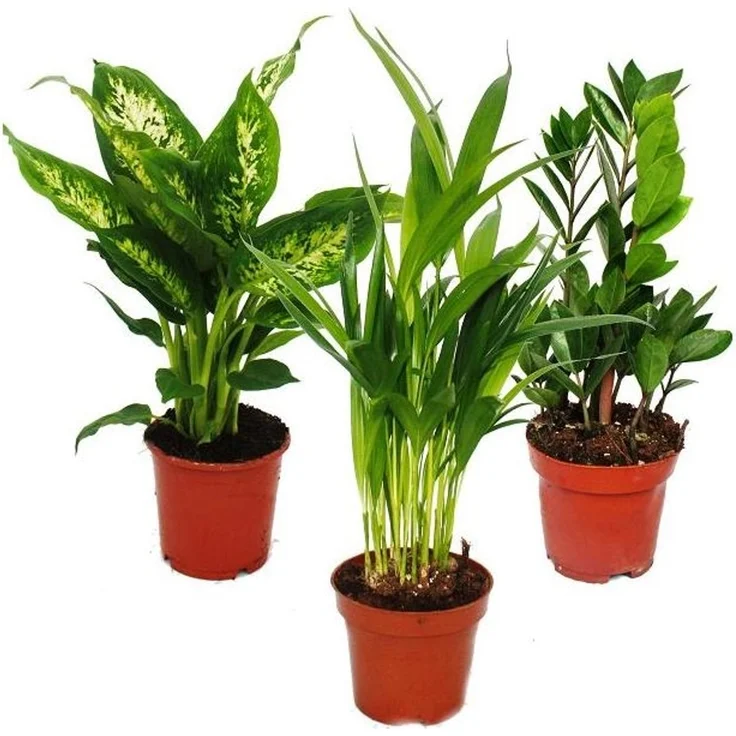 Exotenherz Exotenherz Zimmerpflanzen Mix I 3er Set, Pflegeleichte Dieffenbachia, Arecapalme und Zamiopalme, 10-12cm Topf, ca. 40-45cm hoch – Bild 1