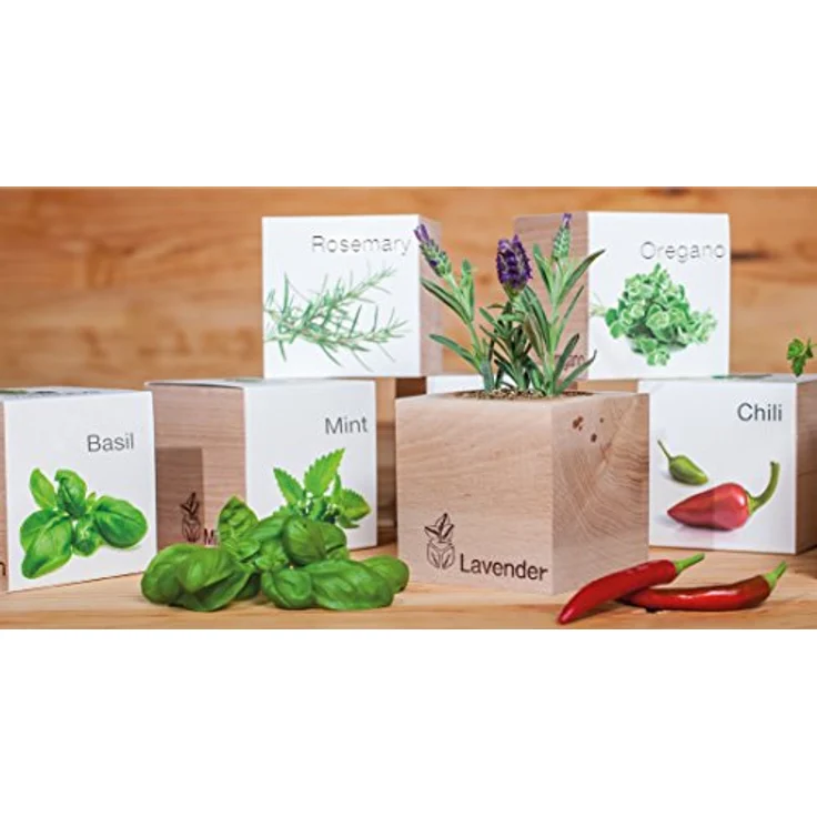 Feel Green Ecocube Minze Anzuchtset, Nachhaltiges Grow Your Own Kit im Holzwürfel, 100% Eco Friendly, Made in Austria – Bild 3