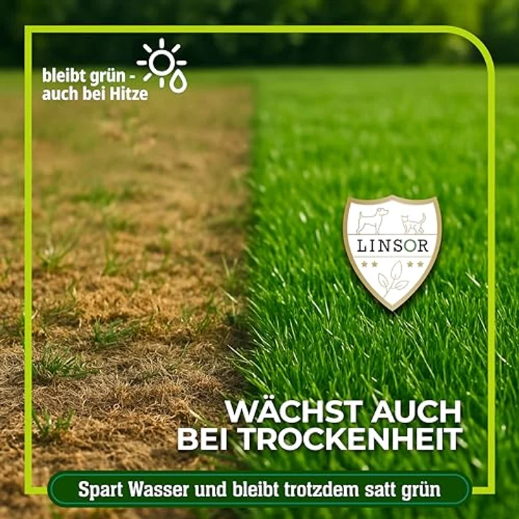 Linsor Zauberrasen Rasensamen schnellkeimend, 1 kg für 50 m², ideal für Neuanlage und Rasenreparatur – Bild 3