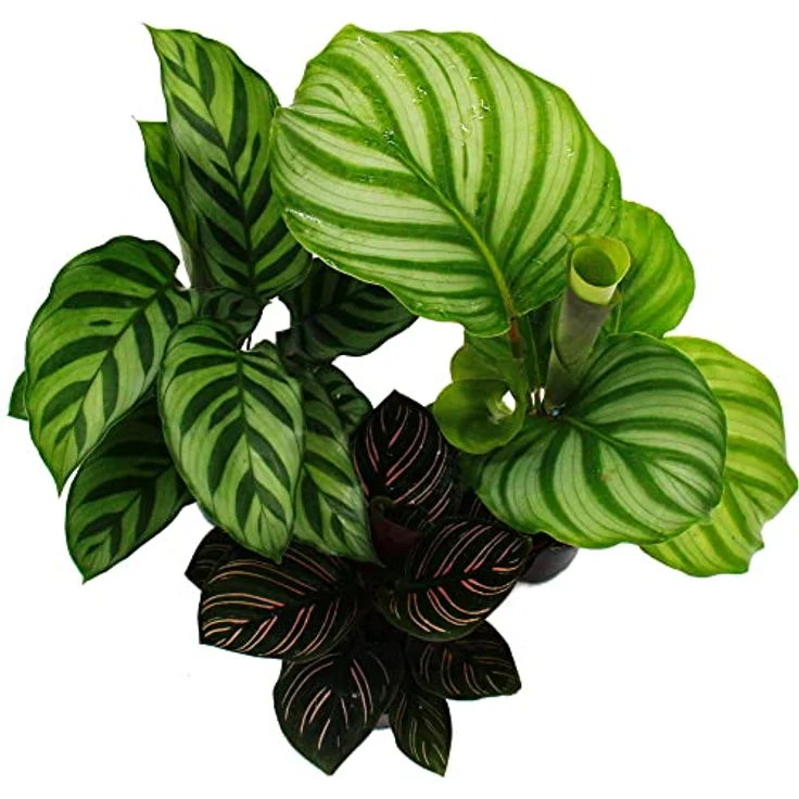 Exotenherz Calathea 3er Set, Schattenpflanzen mit ausgefallenem Blattmuster, 7cm Topf, ca. 20cm hoch – Bild 2