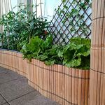 Bamboona Flexible Filigrane Beetumrandung aus hellen Bambusleisten, praktische Rasenkante, anpassbare Einfassung für Beete und Mörtelkübel, 200 cm (Höhe 50 cm)