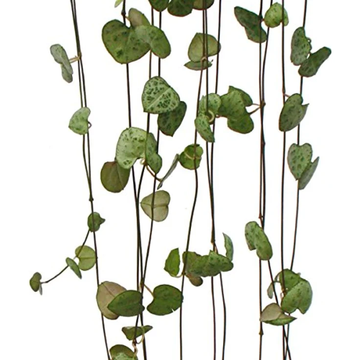 Exotenherz Leuchterblume Ceropegia woodii, 10cm hängende Zimmerpflanze, pflegeleicht und robust – Bild 2