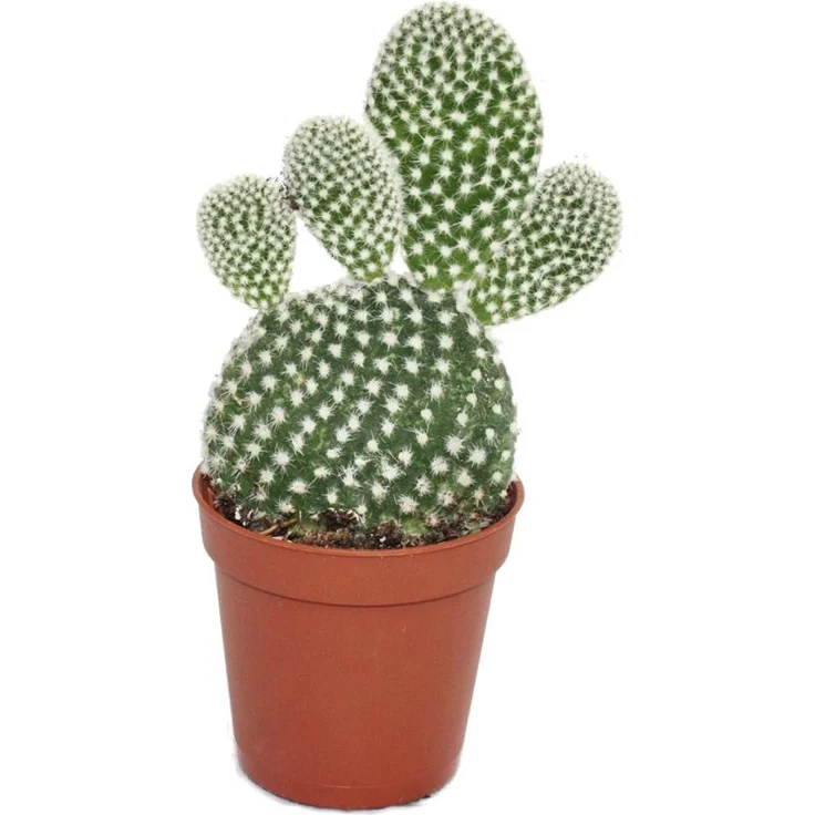 Exotenherz Opuntia Microdasys Albata, Weisstachliger Ohrenkaktus im 5,5cm Topf, ca. 8-10cm hoch, pflegeleichte Zimmerpflanze