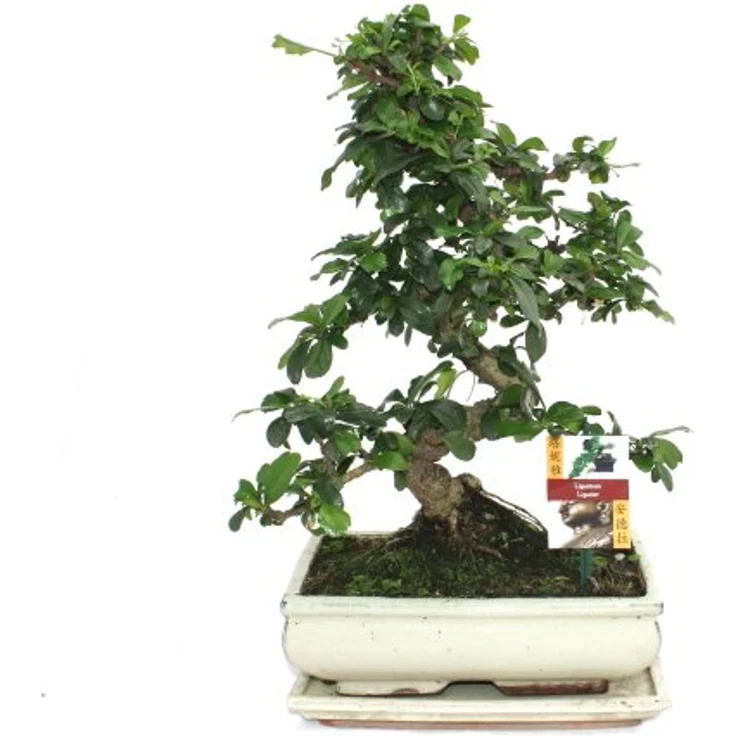 Exotenherz Bonsai Fukientee Carmona Microphylla, 10 Jahre alt, ca. 35-40 cm hoch, mit Untersetzer – Bild 2