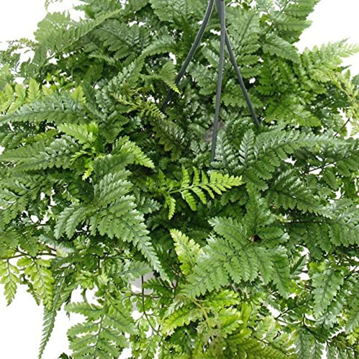 Exotenherz Tarantel Farn Humata Tyermannii, Zimmerpflanze im 14cm Ampeltopf, ideal für Regenwaldterrarien – Bild 3