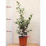 Oleanderhof Kamelie ''Weroona'' - Camellia sasanqua - 3 bis 4-jährige Pflanze