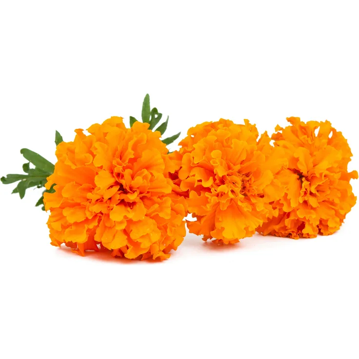 Samenshop 24 Ringelblumen Calendula officinalis fl.pl. Orangekugel 1kg