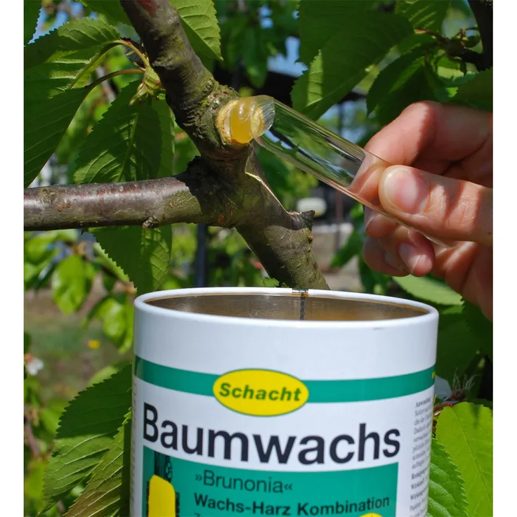 Schacht Baumwachs Brunonia 1 kg