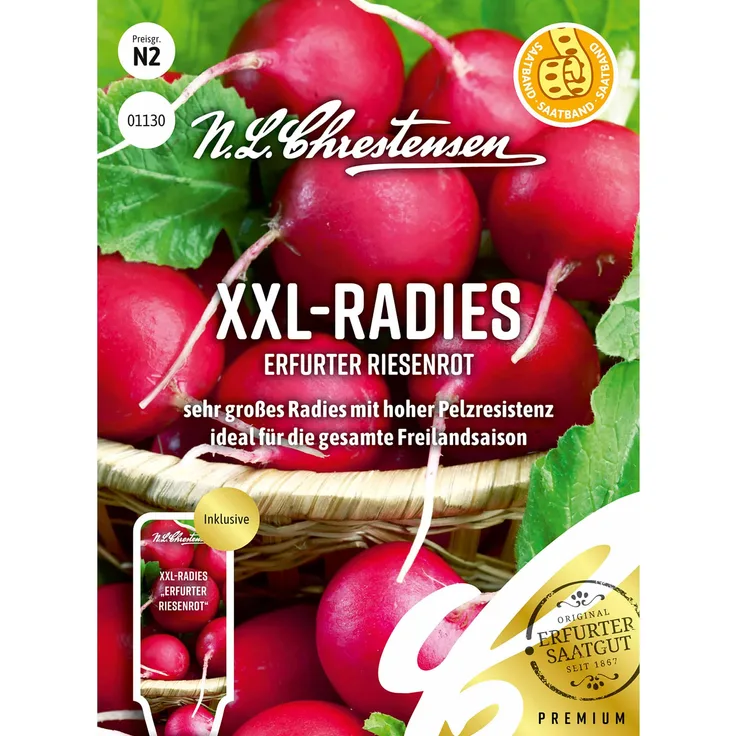 XXL- Radies Erfurter Riesenrot