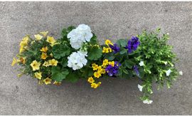 Blumixx Bags Sommerblumen 40 cm blau-weiß-gelb Sonne