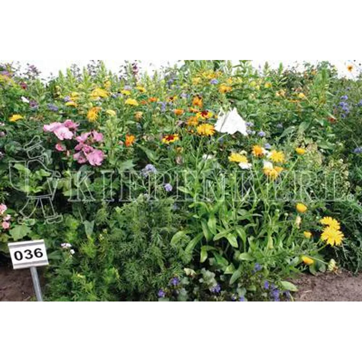 Samenshop 24 Schattenblumen-Mix, Inhalt 100gr. für bis zu 100m², ein- und mehrjährige Blumenmischung für Schattenbereiche, Nektarspender für Nützlinge