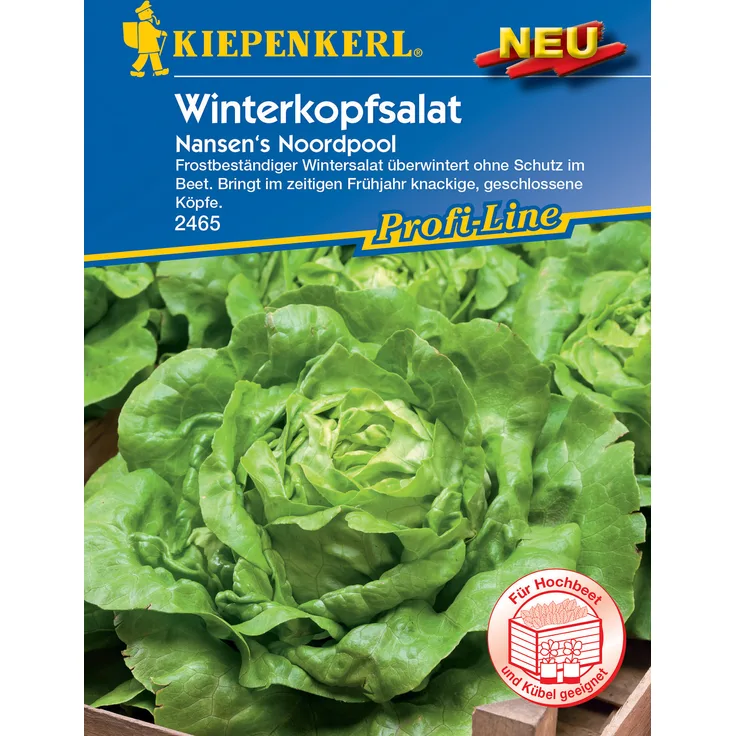 Kiepenkerl Winterkopfsalat Nansen's Noordpool, frostbeständiger Wintersalat, bringt im zeitigen Frühjahr knackige geschlossene Köpfe