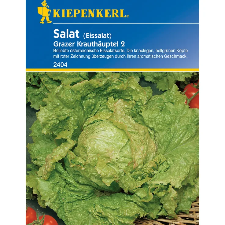 Kiepenkerl Eissalat Grazer Krauthäuptel 2, beliebte österreichische Eissalatsorte, besonders hitzetolerant