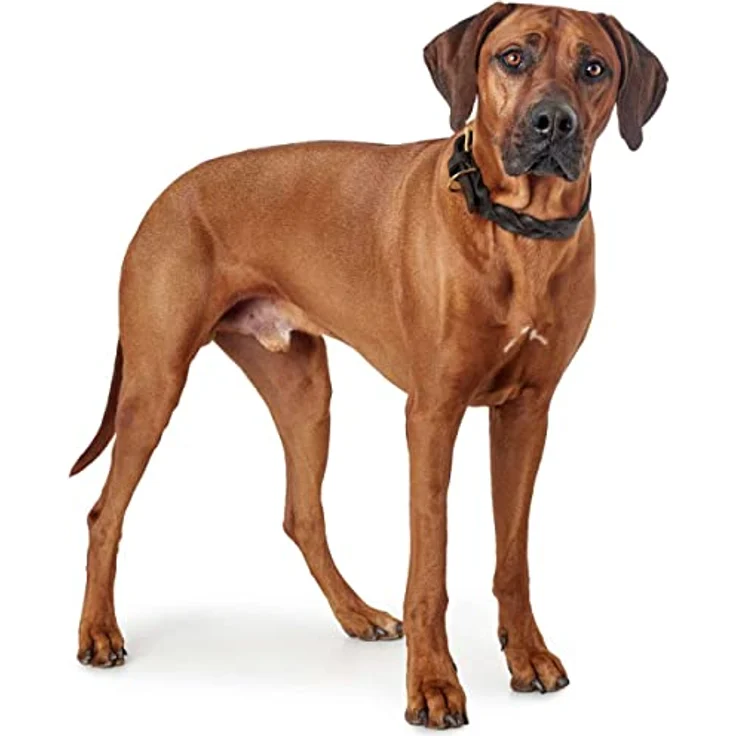 Hunter Hunde-Halsband Sansibar Solid schwarz L – Bild 5