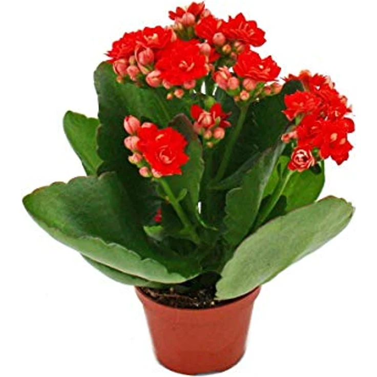 Exotenherz Minikalanchoe Rosalina Set, 3 verschiedene Pflanzen Flammendes Käthchen, 5,5 cm Topf, pflegeleicht und blühend – Bild 4